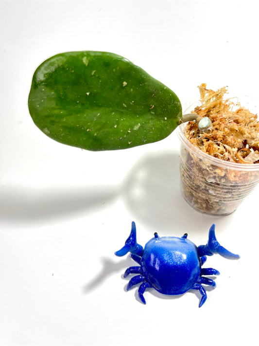 Hoya kerrii x meliflua - unrooted