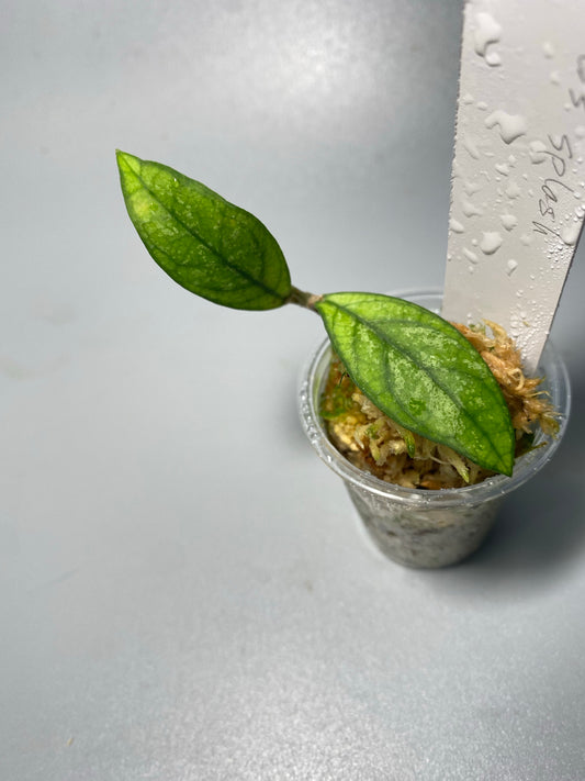 Hoya crassipetiolata splash - has some roots