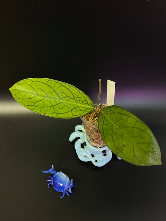 Hoya tanggamus - unrooted