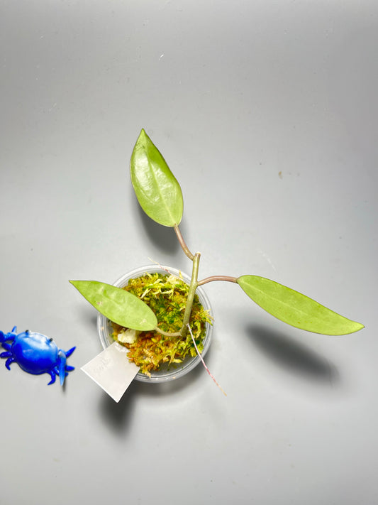 Hoya silver dollar - has some roots