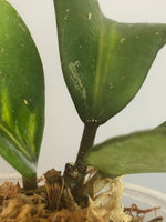 Hoya obovata variegated - growth point forming