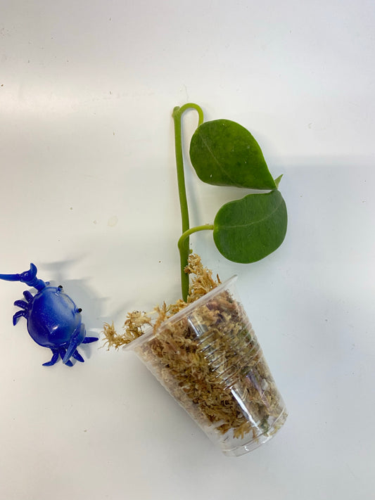 Hoya cv Monette - has some roots