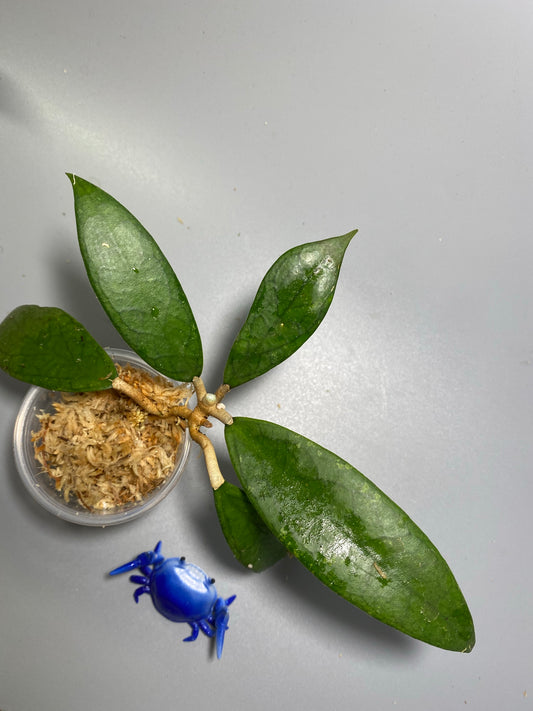 Hoya finlaysonii - unrooted