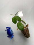 Hoya fitchii - orange - active growth