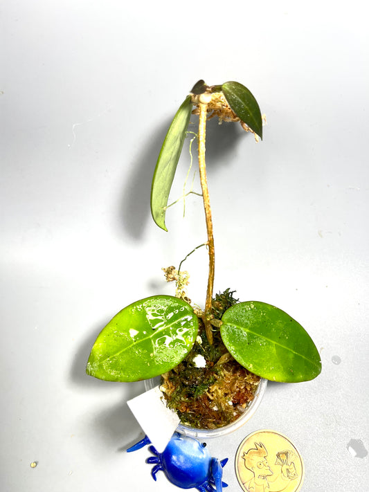 Hoya AH026 / ah-026 - active growth