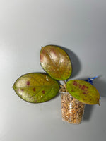 Hoya luckii - new hybrid - vitellina pink x unknown - sunstressed Unrooted