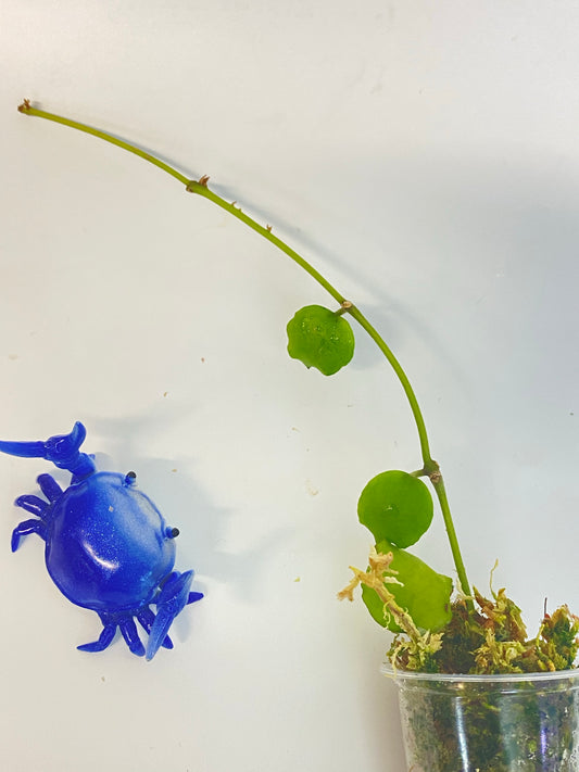 Hoya endauensis - starting to root