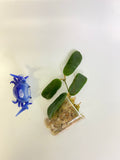 Hoya rotundiflora - starting to root