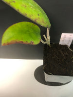 Hoya Vitellina