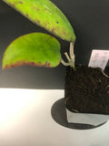 Hoya Vitellina