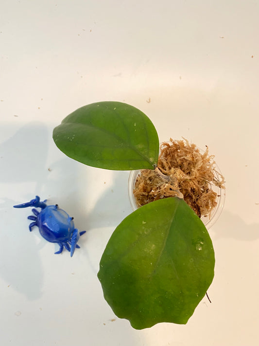 Hoya epc 1015 round leaf - unrooted