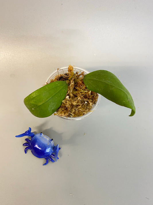 Hoya bhutanica - has roots