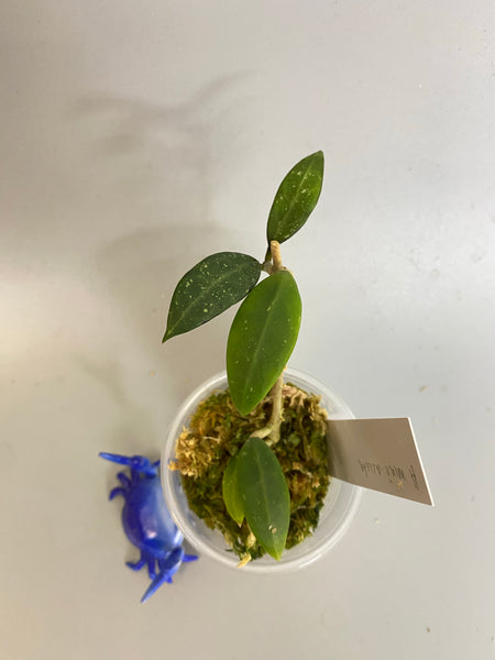 Hoya acuta mini - active growth