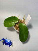 Hoya pottsii - has some roots