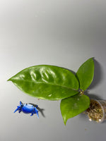 Hoya nervosa - Unrooted