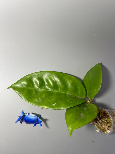 Hoya nervosa - Unrooted