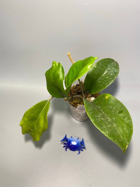 Hoya surigaoensis - active growth.