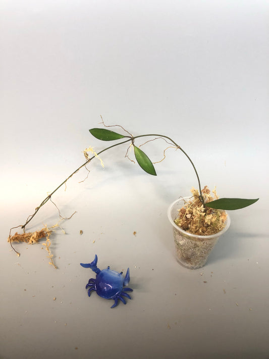 Hoya Davidcummingii - has peduncle