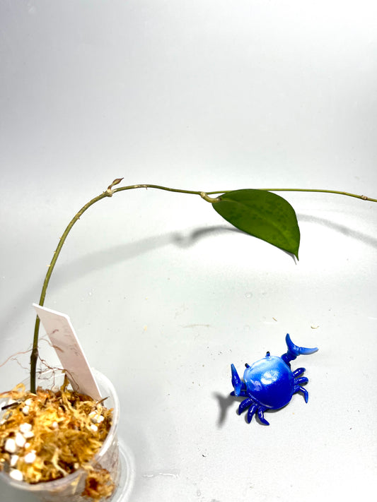 Hoya PMP 176 - joy x Jennifer - Unrooted