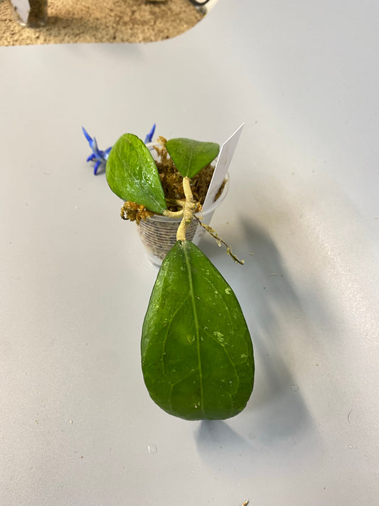 Hoya erythrostemma - big pink - Unrooted