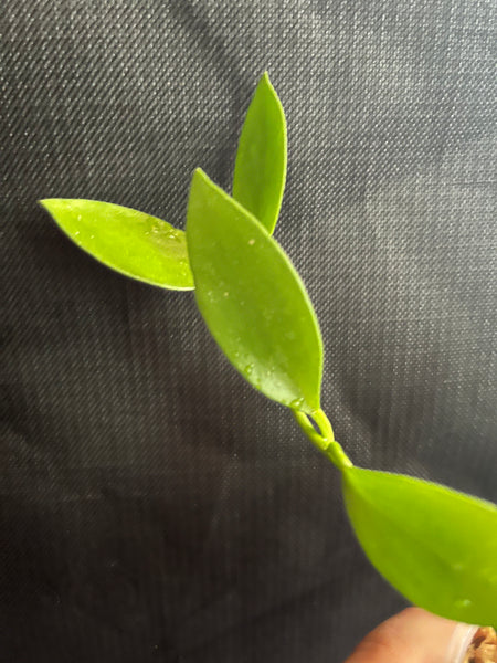 Hoya collina - fresh cut - 2 nodes - unrooted
