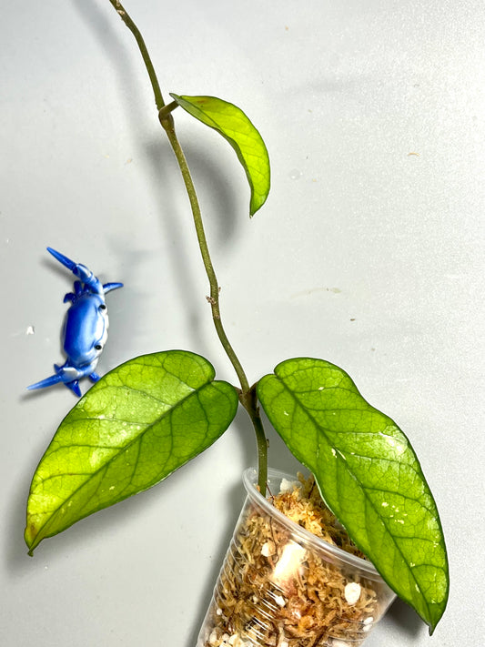 Hoya sp tam Dao- 2 nodes / 3 leaves  - Unrooted