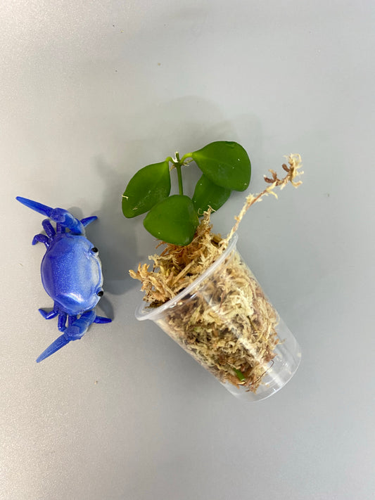 Hoya heuschkeliana pink - Unrooted