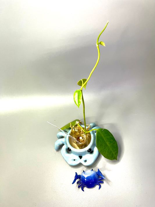 Free addon- Hoya sussuela - Unrooted