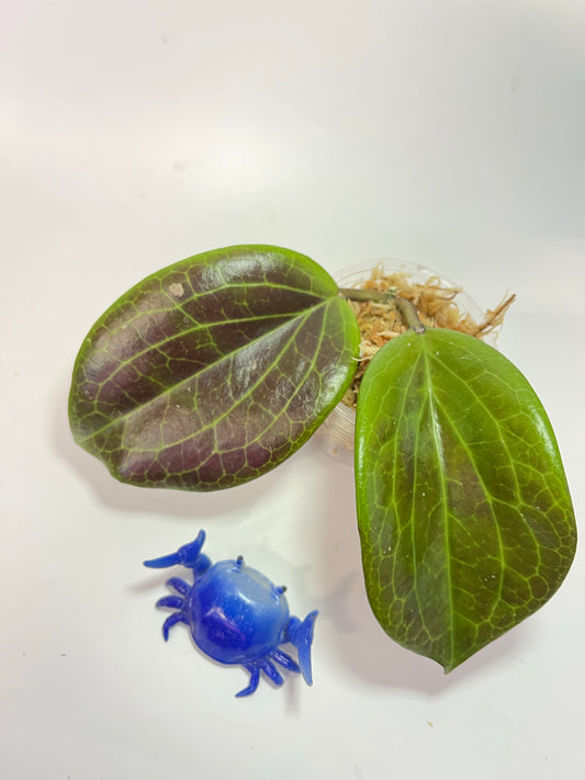 Hoya merrillii  - Unrooted