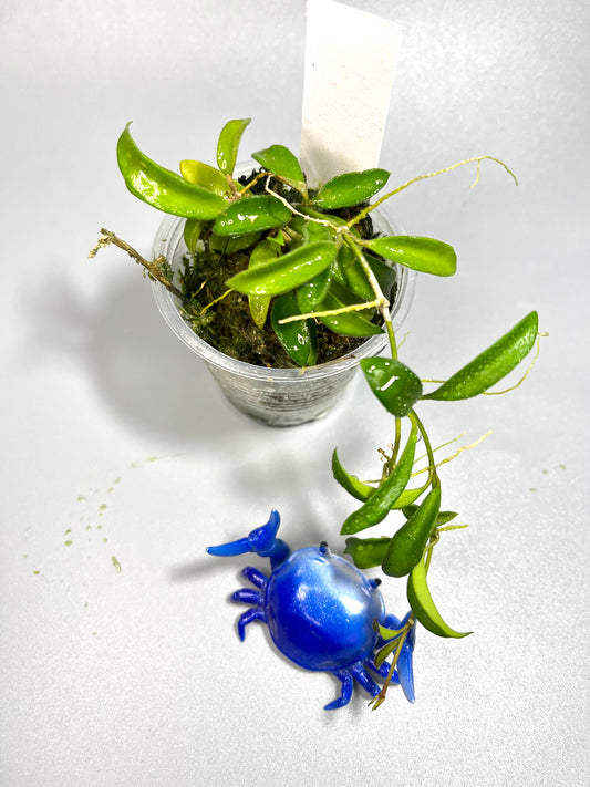 Hoya EPC 319 / PG04 / mini wayettii - has roots