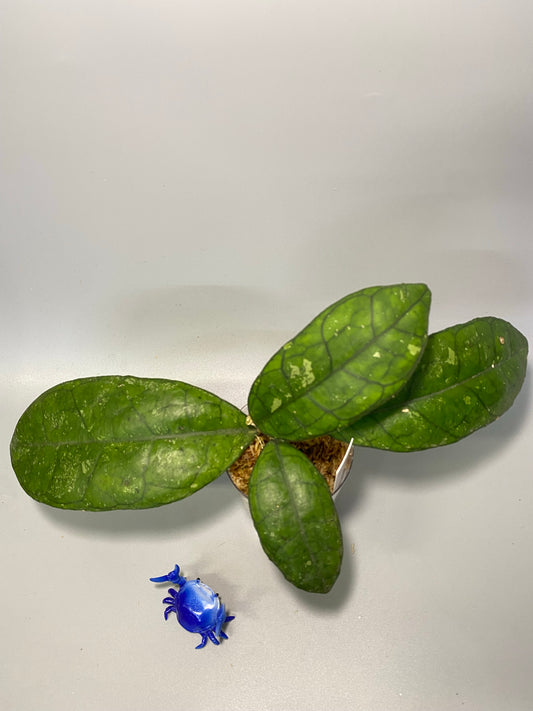 Hoya finlaysonii snow splash - has some roots