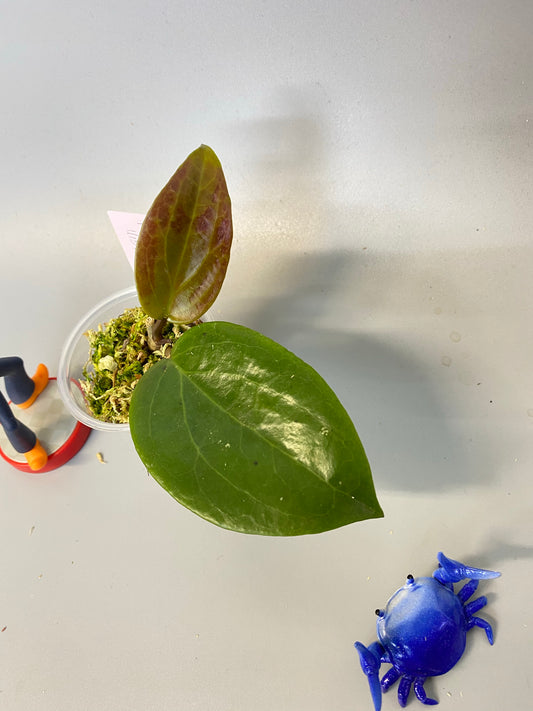 Reserved for bratches hainanensis and callistophylla cutting