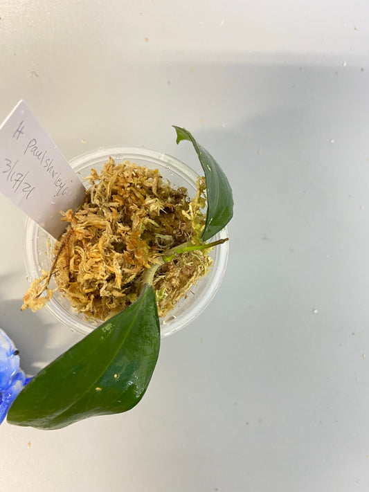 Hoya paulshirleyi - active growth