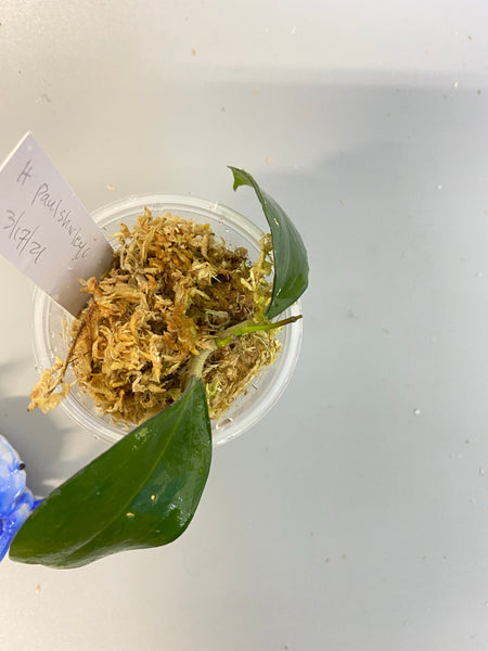Hoya paulshirleyi - active growth