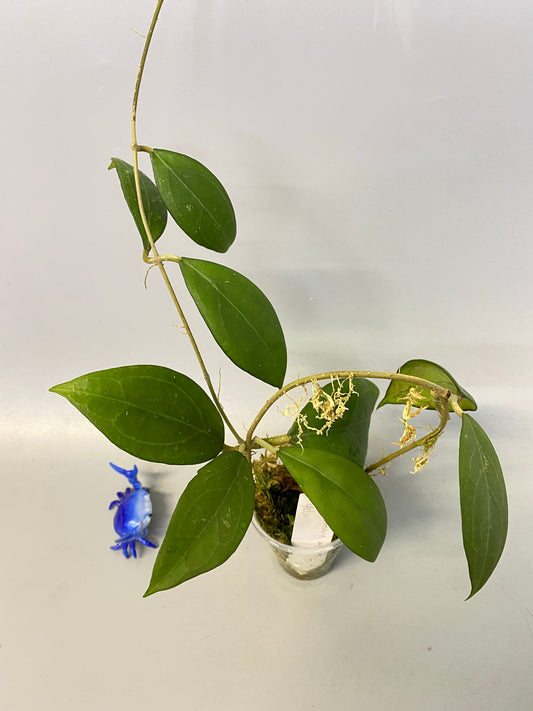 Hoya erythrostemma - big pink - active growth