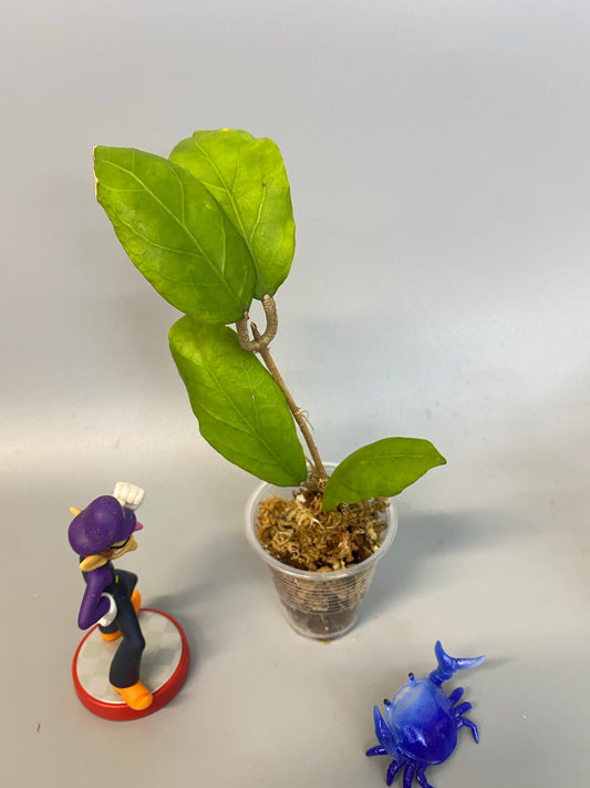 Hoya EPC orange flower - has some roots