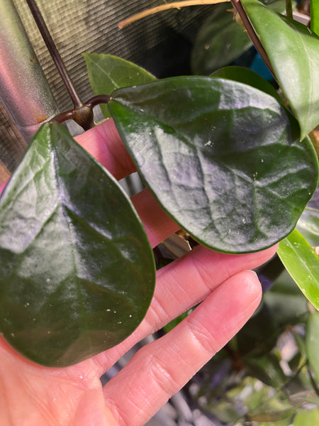 Hoya David’s green cup - 1 node/ 2 leaves - fresh cut - unrooted