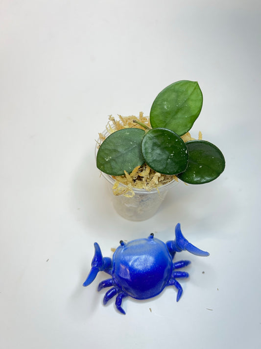 Free addon - Hoya mathilde - Unrooted