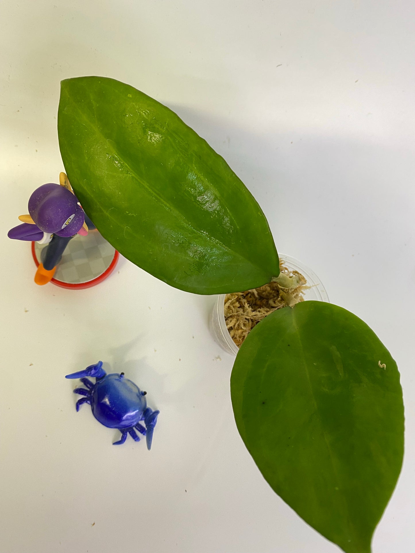 Hoya patcharawalai / Icensis - Unrooted