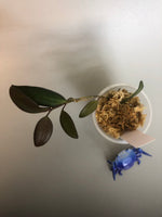 Hoya rosita (wayettii x tsangii)