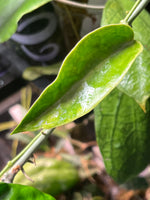 Hoya Archboldiana albomarginata - fresh cut - 1 node/1 leaf - Unrooted