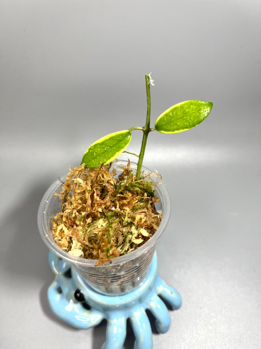 Hoya diversifolia albomarginata - unrooted