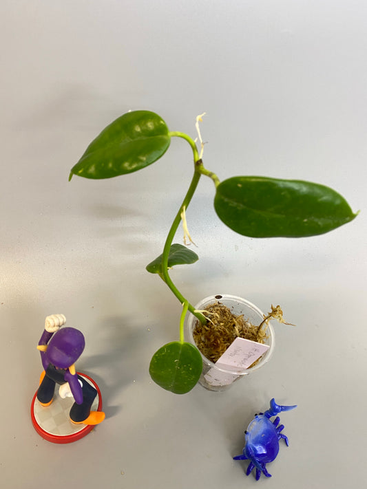 Hoya cv optimistic - has roots