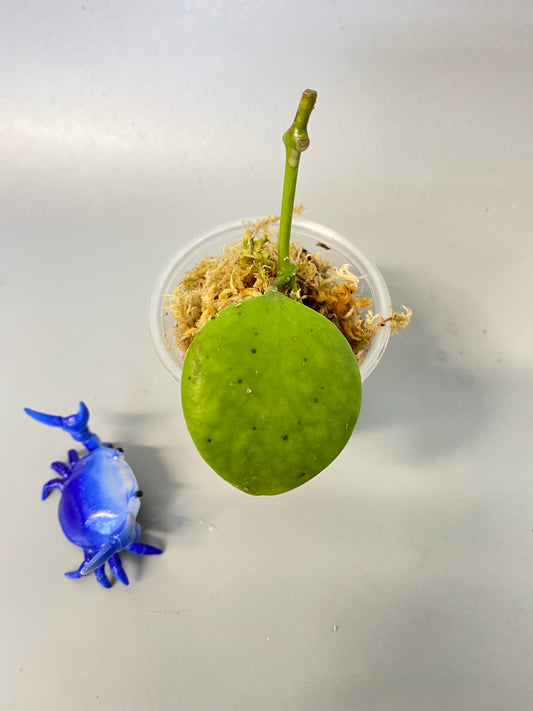 Reserved for kimberlee - Hoya Kastbergii - starting to root