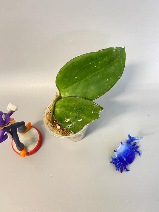 Hoya hanhiae yellow - starting to root