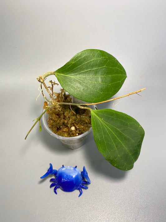 Hoya nicholsoniae - active growth