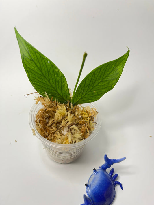 Hoya polyneura  - Unrooted