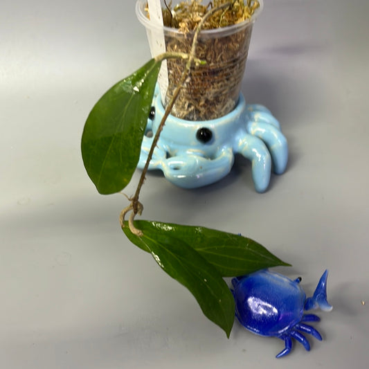 Hoya camphorifolia - starting to root