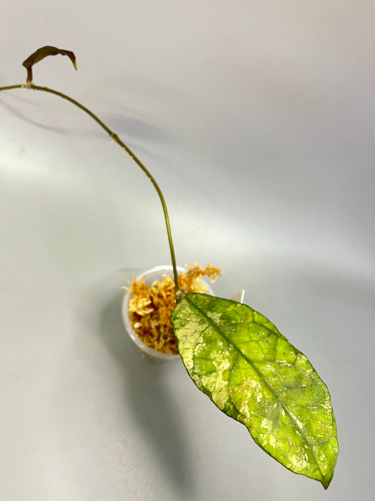 Hoya sp perak - Unrooted