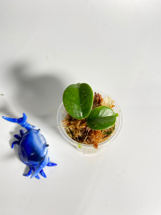 Hoya sp 563 / globulosa / villosa - has roots